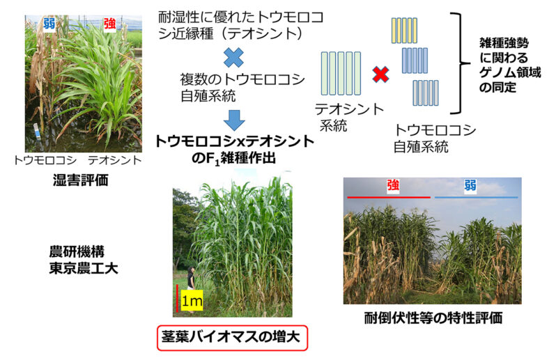 図3. トウモロコシの地上部バイオマス増大の研究