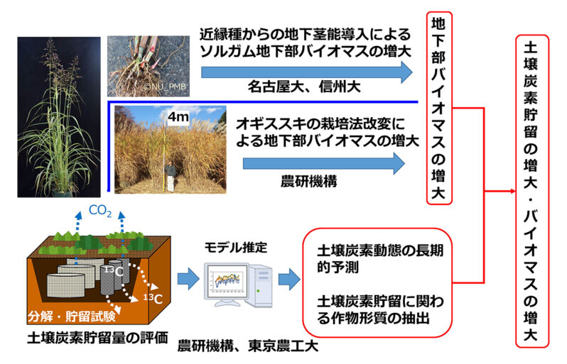 図4. 地下部バイオマスの増大および土壌炭素固定評価技術の開発